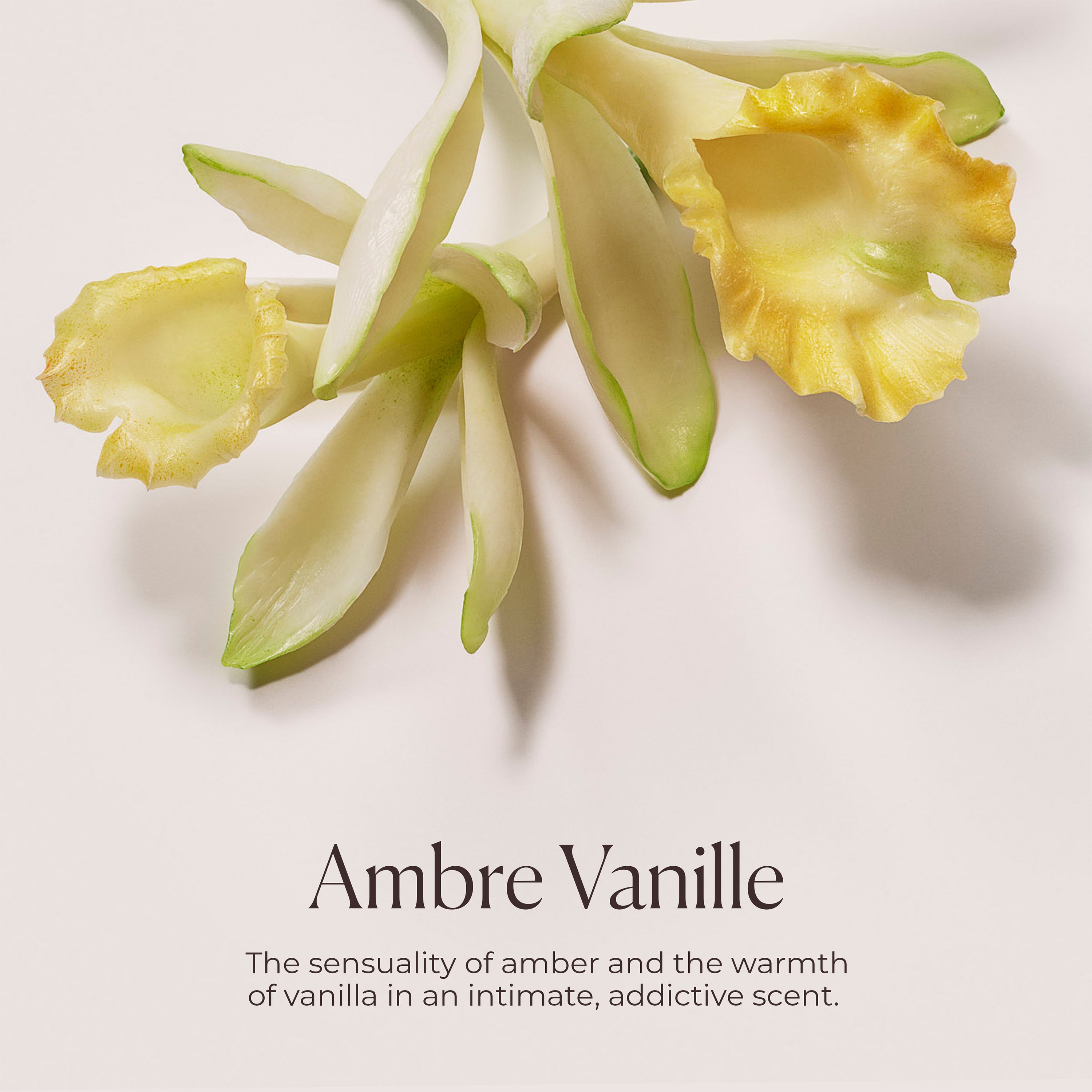 Ambre Vanille Honey Bath view 6